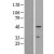 Western Blot: Cytokeratin 18 Lysate [NBL1-12385] - Western Blot experiments. 
Left-Control; Right -Over-expression Lysate for KRT18